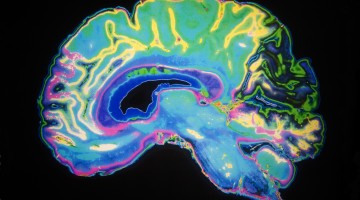 shutterstock_25991188