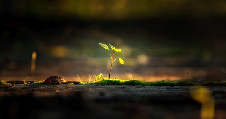 Ecocentrism What May Be Needed to Save Our Species